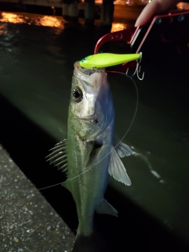 シーバスの釣果