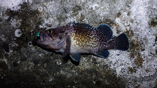 マゾイの釣果