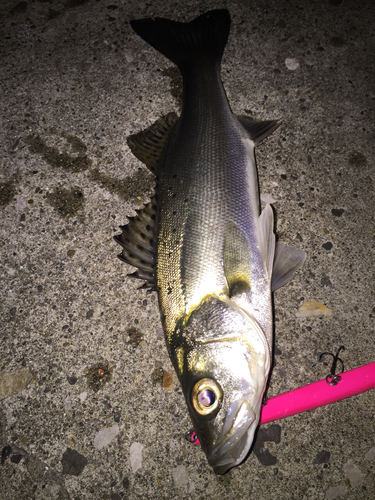 シーバスの釣果