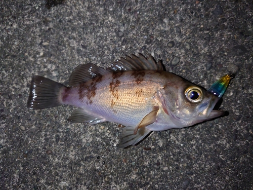 メバルの釣果