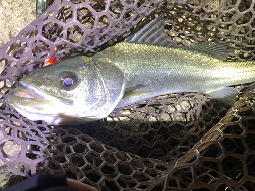 フッコ（マルスズキ）の釣果