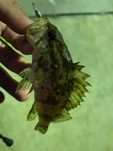 タケノコメバルの釣果