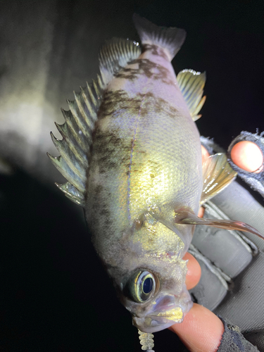 シロメバルの釣果