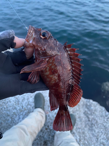 カサゴの釣果