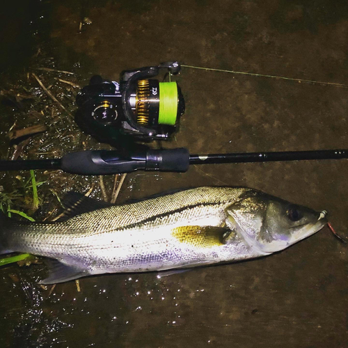 セイゴ（マルスズキ）の釣果