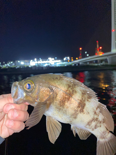 ウスメバルの釣果