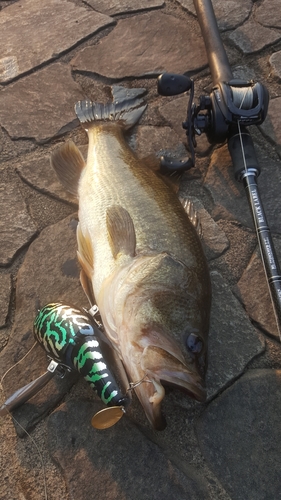 ブラックバスの釣果