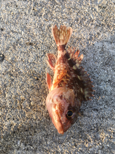 アラカブの釣果