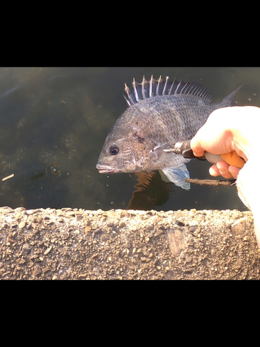 キビレの釣果