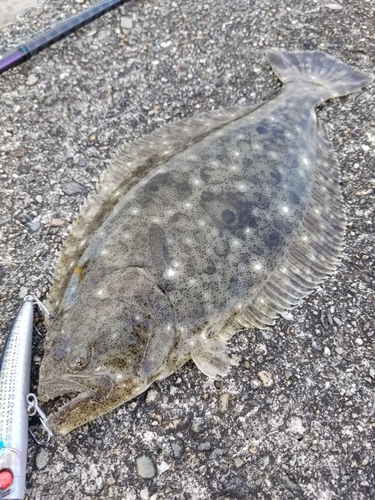 ヒラメの釣果