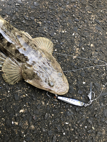 マゴチの釣果