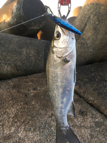 ヒラスズキの釣果