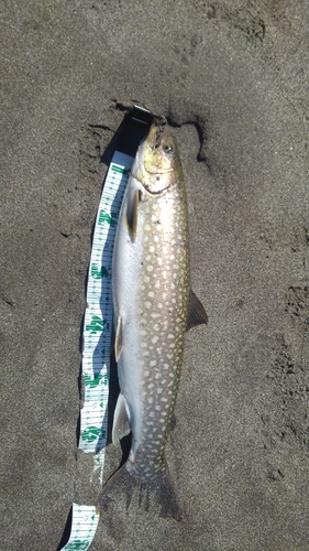 アメマスの釣果