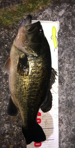 ブラックバスの釣果