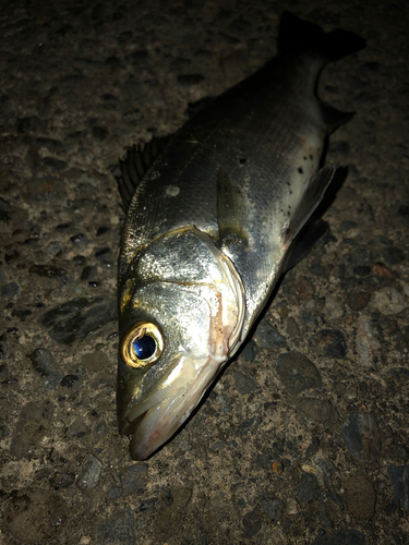 セイゴ（マルスズキ）の釣果