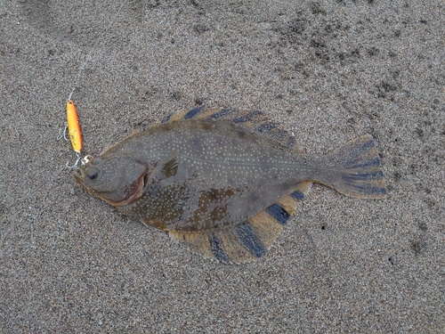 ヌマガレイの釣果