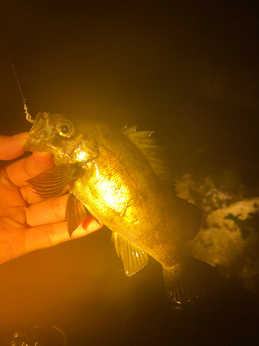 クロメバルの釣果