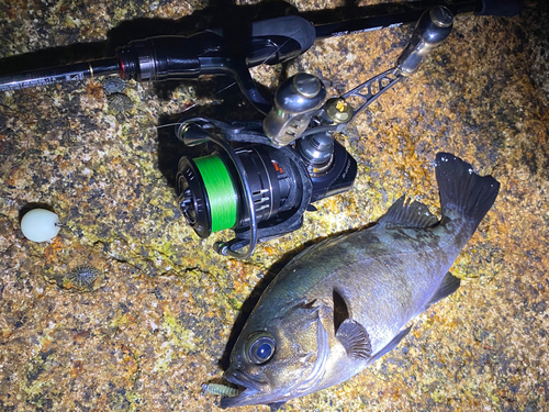 クロメバルの釣果