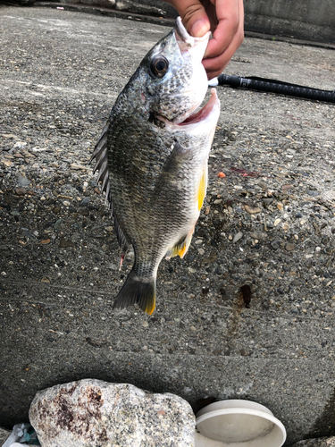 キチヌの釣果