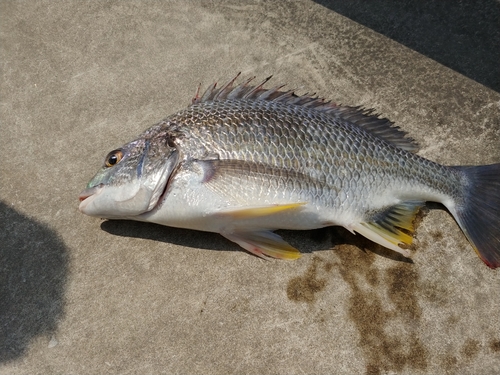 キビレの釣果