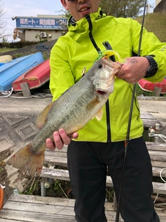 ラージマウスバスの釣果