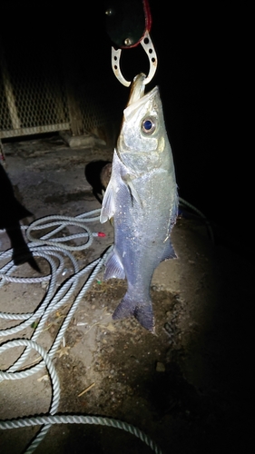 スズキの釣果