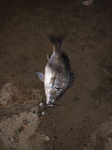 キビレの釣果