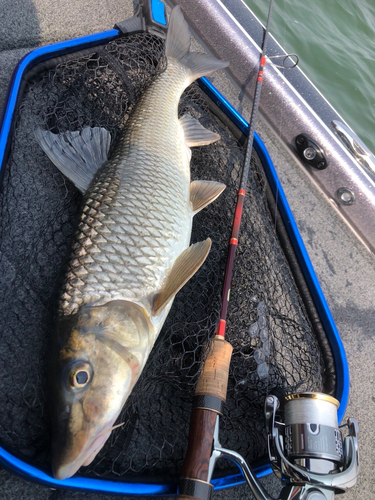 ニゴイの釣果