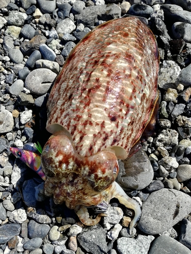 コウイカの釣果