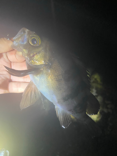 シロメバルの釣果