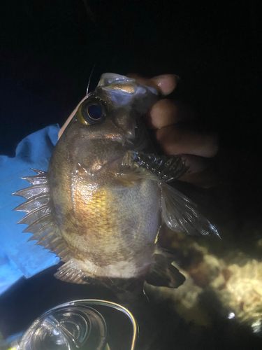 シロメバルの釣果