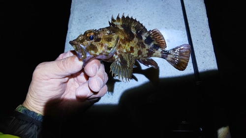 カサゴの釣果