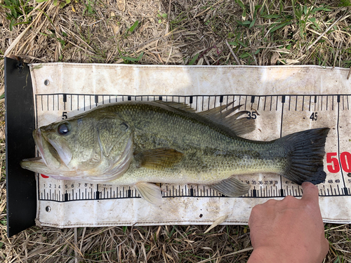 ブラックバスの釣果