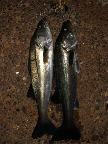 シーバスの釣果