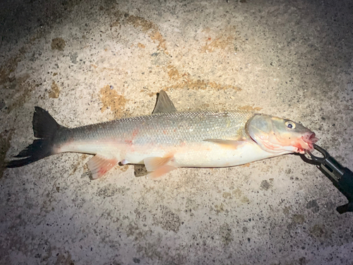 ニゴイの釣果