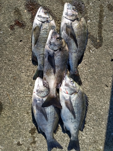 クロダイの釣果