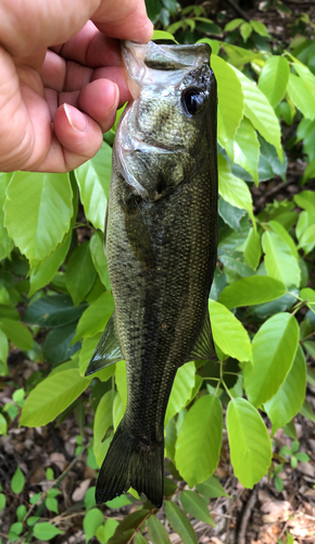 ブラックバスの釣果