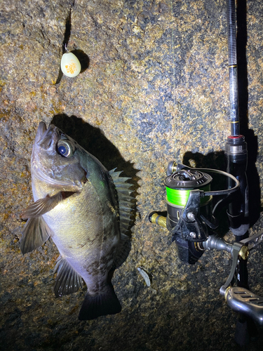 クロメバルの釣果