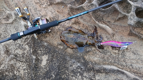 アオリイカの釣果