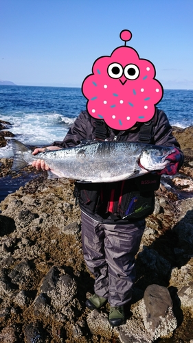 サクラマスの釣果