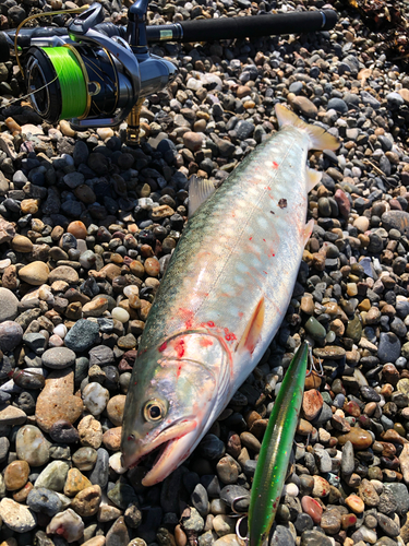 ウミアメの釣果