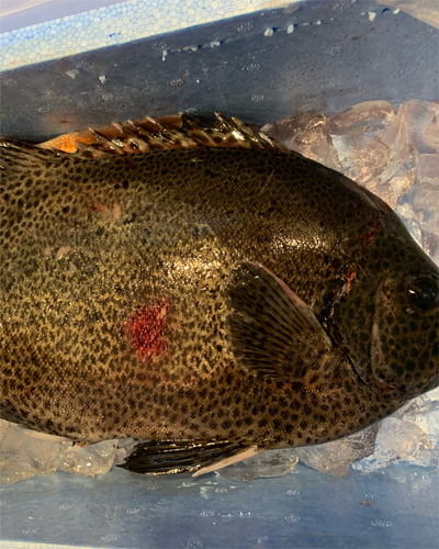 イシガキダイの釣果