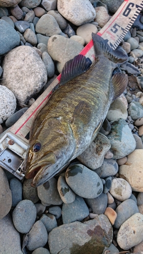 スモールマウスバスの釣果