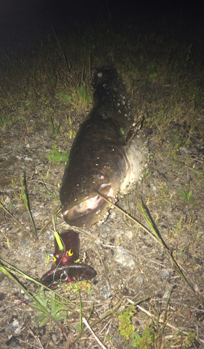 マナマズの釣果