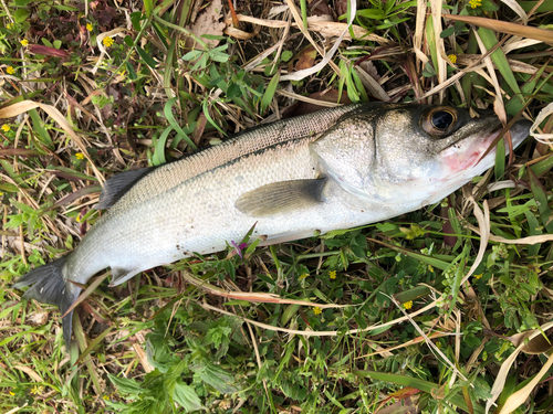 セイゴ（マルスズキ）の釣果