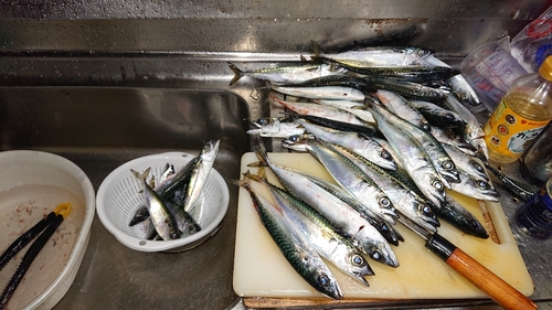 サバの釣果