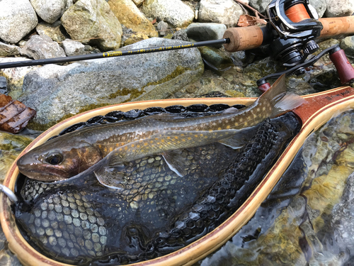 イワナの釣果