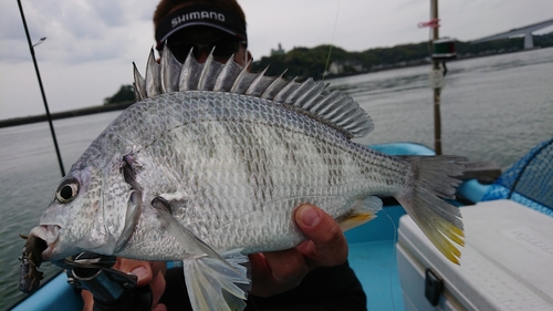 キビレの釣果