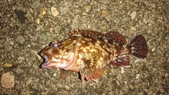 カサゴの釣果