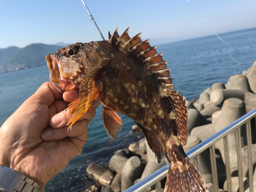 カサゴの釣果